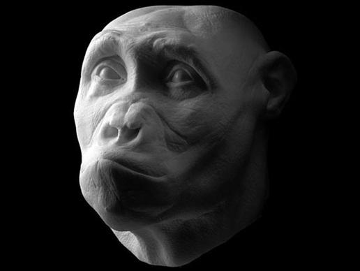 فرگشت عضلات صورت/ عضلاتی در صورت میمون ها که تاکنون تصور میشد تنها در انحصار انسانهاست.