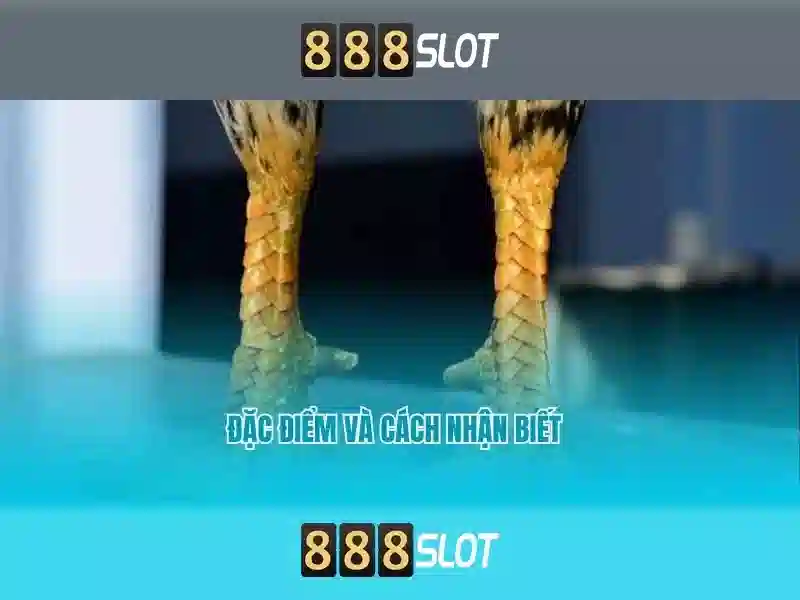 Tỷ lệ cược hấp dẫn